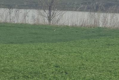 Spațiu comercial, în Dichiseni - 2