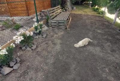 Apartament cu 3 camere semidecomandat în Traian - 3