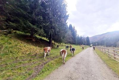 Teren intravilan panoramic 4.600mp,view iconic Piatra Craiului,oportunitate prem - 5