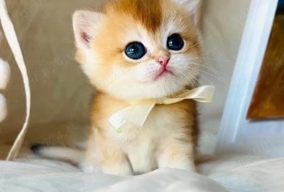 Apartament cu 2 camere semidecomandat în Exterior Vest - 1