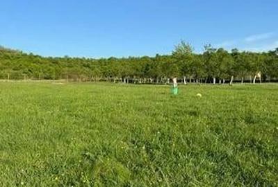 Teren de 6000 mp, în Sălciua Nouă - 1