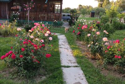 Casă cu 5 camere cu Teren 6000 Mp în Bârla - 2