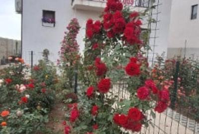 Casă cu 4 camere cu Teren 412 Mp în Măgurele - 6