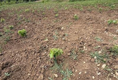 Teren de 4150 mp, în Biharia - 3