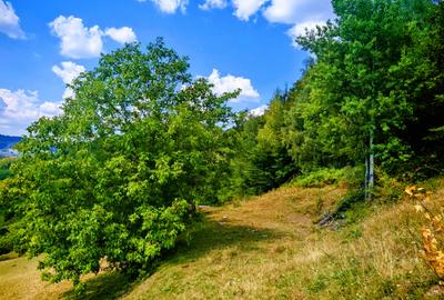CASA TRADITIONALA, ANEXE si 46.980 mp teren partial INTRAVILAN BULZ - BIHOR - 38