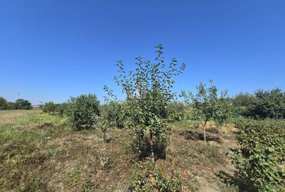 Casa cu piscina, 3450 Mp suprafata teren, Albesti, Mures - 24