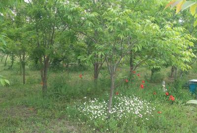 Teren de 1500 mp, în Zădăreni - 8