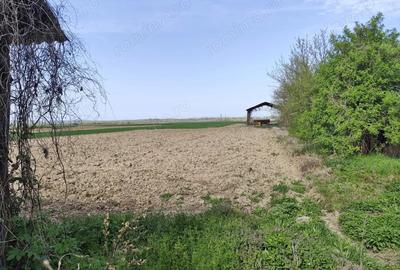 Casă cu 4 camere cu Teren 4122 Mp în Petid - 17