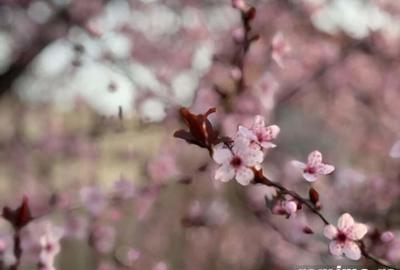 Teren de 750 mp, în Covaci - 1