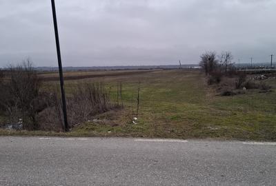Teren Construcții intravilan de 2500 mp, în Dragomirești - 4