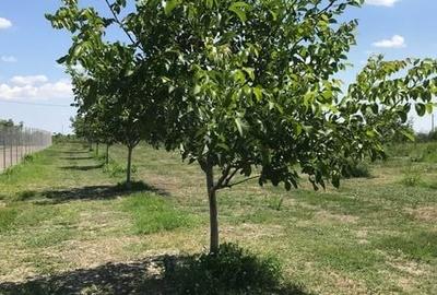 Teren de 370000 mp, în Pietroasele