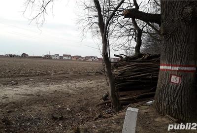 Teren de 1000 mp, în Băile Felix - 5