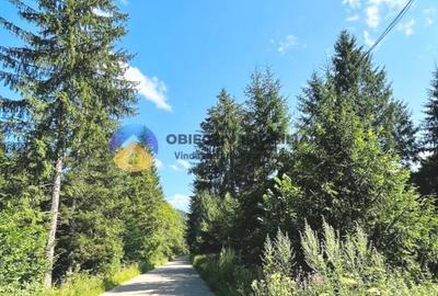 Teren intravilan de 3800 mp, în Tarcău