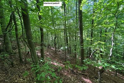 Teren de 35000 mp, în Parva - 6