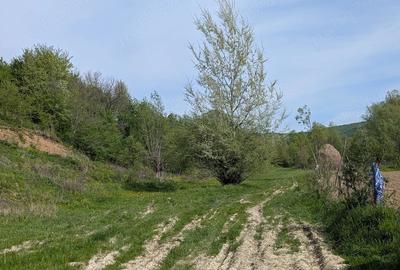 Teren de 14200 mp, în Podiș