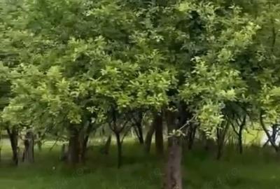 Teren de 2050 mp, în Bărbătești