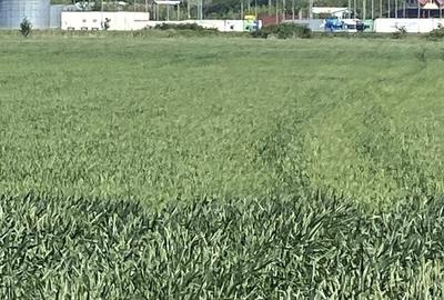 Teren de 3800 mp, în Bălăceanca