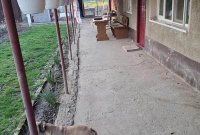 Casă cu Teren 2500 Mp în Otelec - 1
