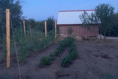 Teren de 2675 mp, în Podgoria - 6