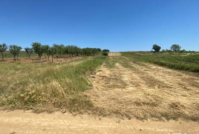 Teren de 1200 mp, în Paleu