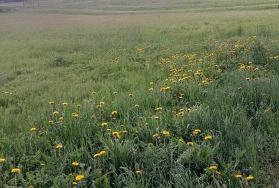 Spațiu comercial, în Central - 2