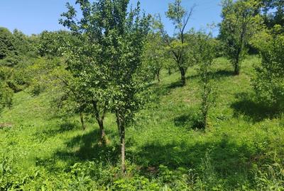 Teren intravilan 1035 mp cu parau, Breaza, Prahova Teren intravilan 1035 mp cu parau, Breaza, Prahova - 2