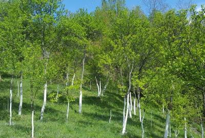 Teren de 9000 mp, în Pogara - 6
