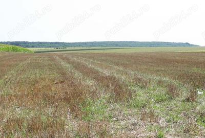 Belciugatele - langa Complexul Valea Iazurilor, 19720 mp. teren intravilan, deschidere la balta - 5