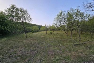 Teren de 7547 mp, în Ulieș - 5