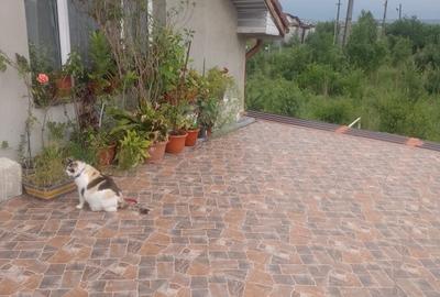 Casă cu 4 camere în Central - 2