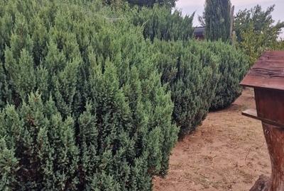 Teren intravilan 700mp - utilități, foișor, solar - 1