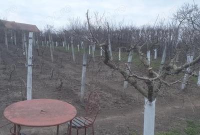 Teren de 966 mp, în Păuca - 10