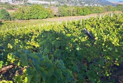 Galati, 1 ha vita de vie si casa 3 cam, pretabil amenajare turism viticol - 13