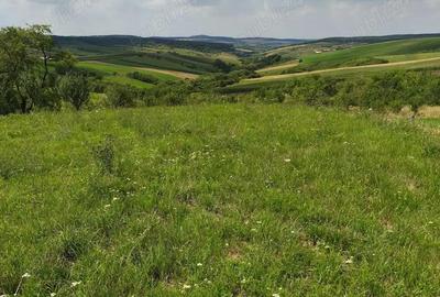 Teren în Tășad - 3