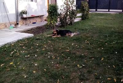 Casă cu 3 camere în Popești - 2