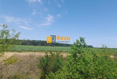 CHITILA, DRUM NATIONAL 7 SABARENI, PADURE - 6