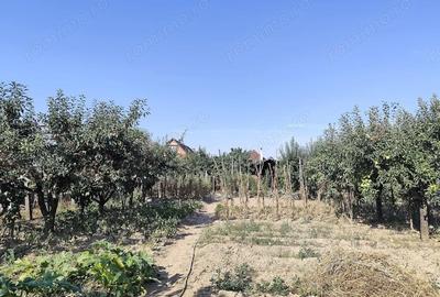 Casă cu 3 camere cu Teren 2826 Mp în Saca - 1