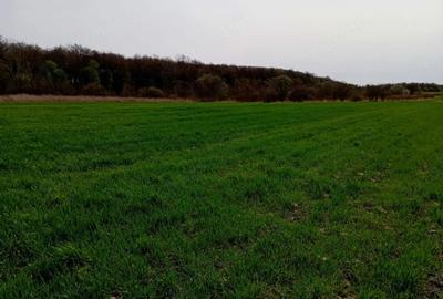Teren de 10000 mp, în Umbrărești - 2