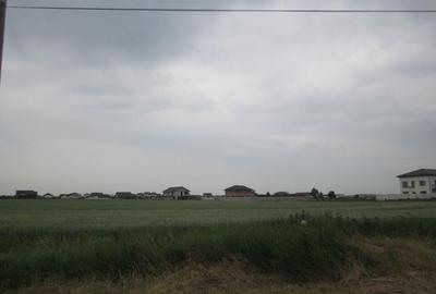 Domnesti-Narciselor - 12