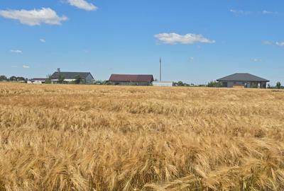 Teren intravilan de 6097 mp, în 1 Decembrie - 4