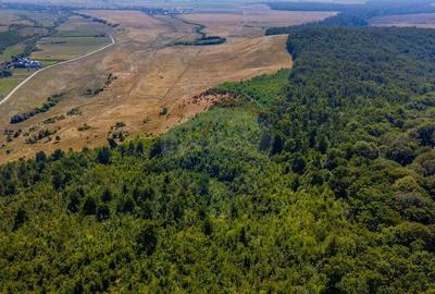 Teren 6,000mp Crizbav / Strada principala