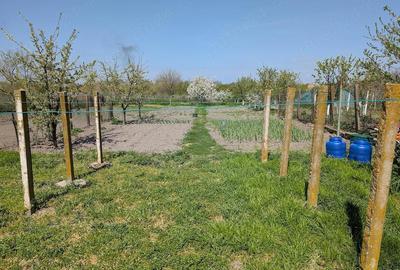 Casă cu 3 camere cu Teren 1000 Mp în Foeni - 2