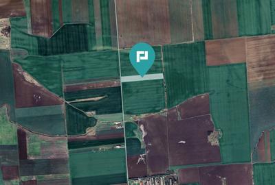 Teren 30.000 mp cu acces asfaltat - Peciu Nou - 3