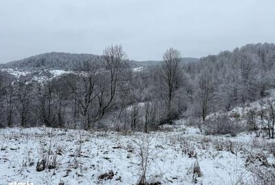 Spațiu comercial, în Provița de Jos - 11