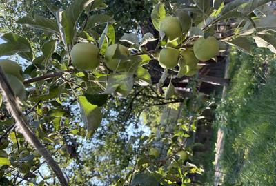 Anina caras Severin 2 case de vanzare la pre?ul uneia Anina caras Severin 2 case de vanzare la pre?ul uneia - 6