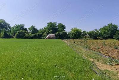 Teren 2800 mp-intravilan Lovrin-Centru de vanzare - 11