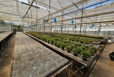 Inchiriez sera, solariu pentru productie flori sau legume - 3