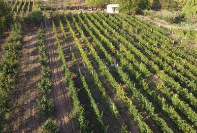 Teren intravilan Tecuci/Podgorie si Pomi Fructiferi/5000 mp - 4