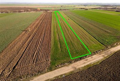 Teren intravilan de 5000 mp, în Tămășeu - 5
