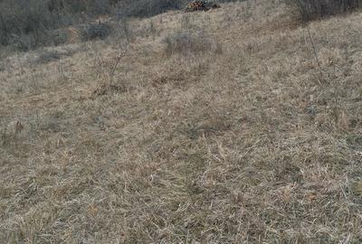 Spațiu comercial, în Pestișu Mic - 5